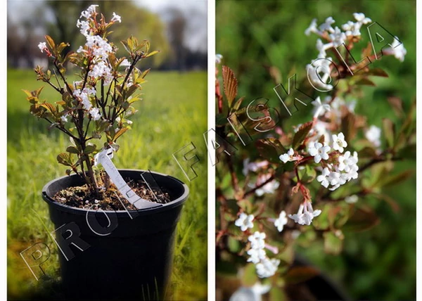 Viburnum bodnantense dawn / Kikeleti bangita