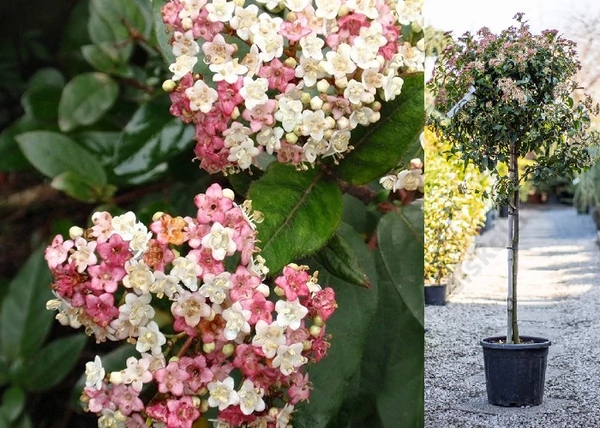 Viburnum tinus Eve Price / Örökzöld bangita