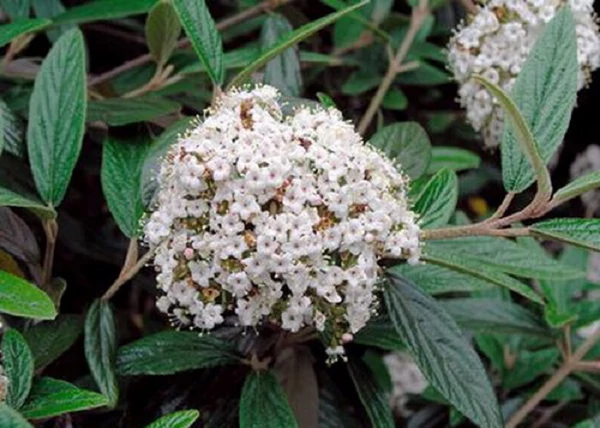 Viburnum x Pragense / Prágai bangita