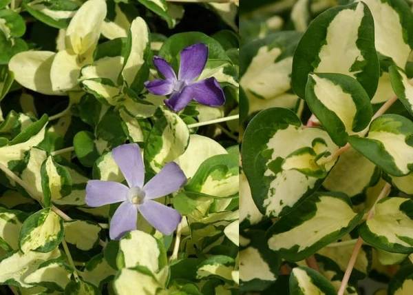 Vinca major Wojo s Gem / Tarka levelű meténg