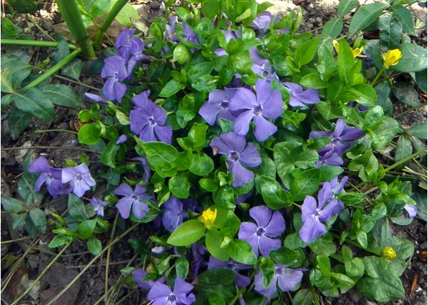 Vinca minor / Kis meténg