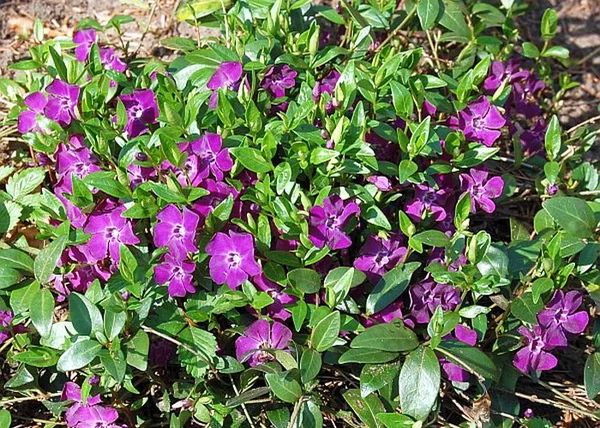 Vinca minor atropurpurea / Bíborlila kis meténg