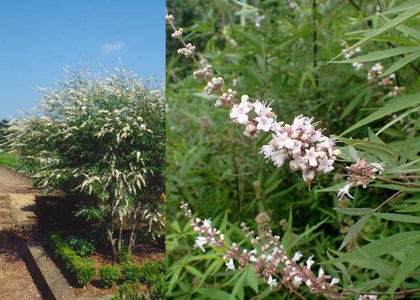 Vitex agnus castus Alba / Fehér virágú illatos barátcserje