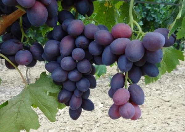 Vitis vinifera Adél / Adél vörös csemegeszőlő