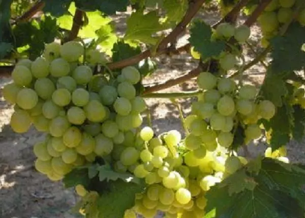 Vitis vinifera Afuz Ali / Afuz Ali fehér csemegeszőlő