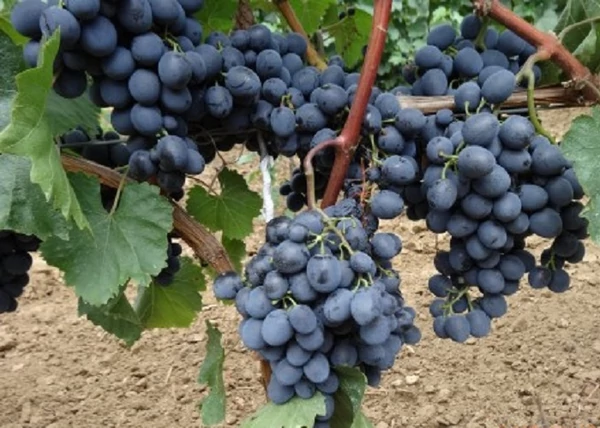 Vitis vinifera Ajvaz / Ajvaz vörös csemegeszőlő