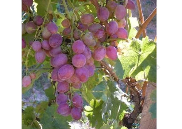 Vitis vinifera Anita / Anita vörös csemegeszőlő