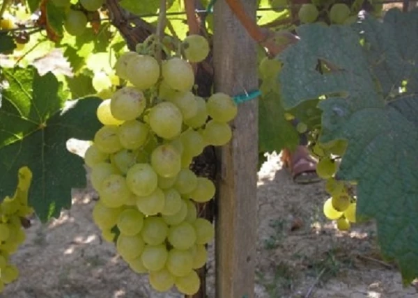 Vitis vinifera Attila / Attila fehér csemegeszőlő
