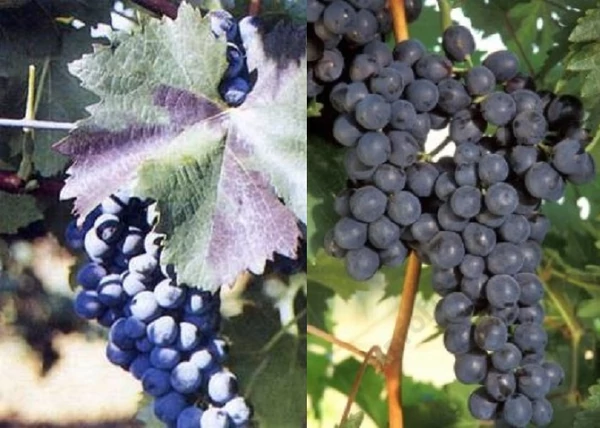 Vitis vinifera Bíborkadarka / Bíborkadarka vörös borszőlő