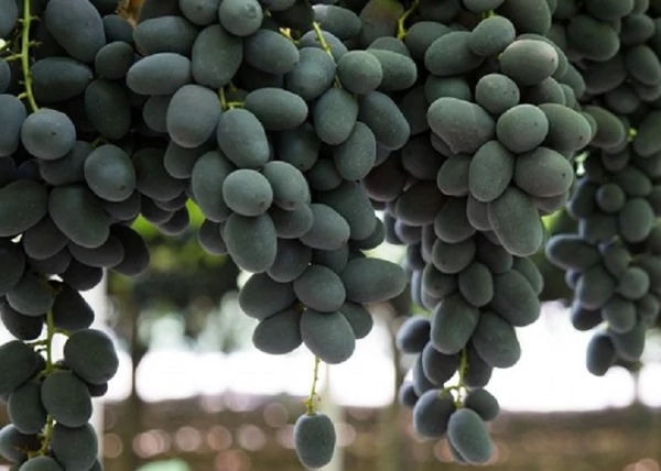 Vitis vinifera Big Perlon / Big Perlon vörös csemegeszőlő