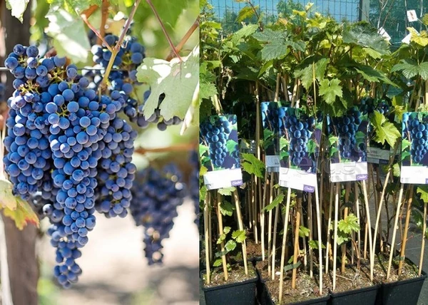 Vitis vinifera Boskoop Glory / Piros csemege szőlő