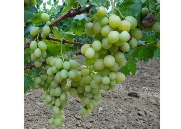 Vitis vinifera Brestovica / Brestovica fehér csemegeszőlő