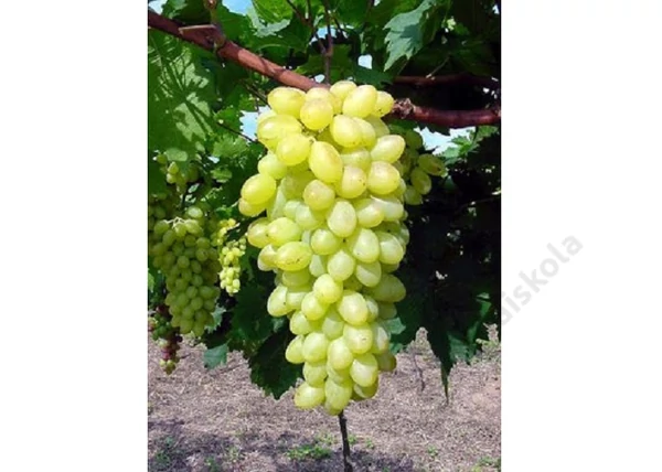 Vitis vinifera Centennial seedless / Centennial seedless fehér csemegeszőlő
