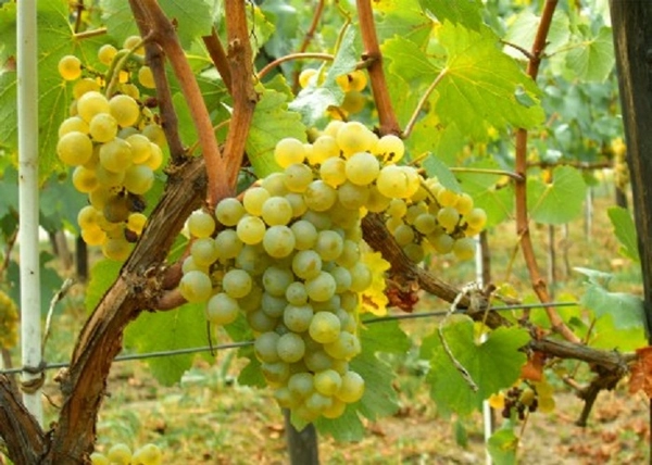 Vitis vinifera Chardonnay / Chardonnay fehér borszőlő