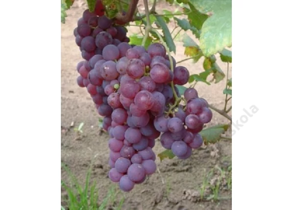 Vitis vinifera Christmas Seedless / Christmas Seedless