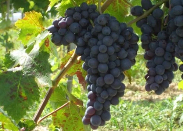 Vitis vinifera Conegliano (Adriána) / Conegliano (Adriána) vörös csemegeszőlő