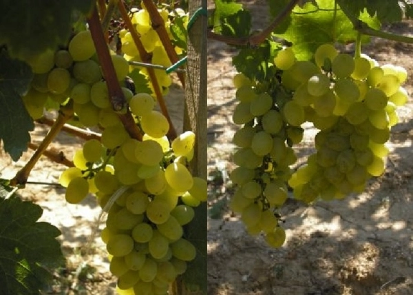 Vitis vinifera Corniola / Corniola fehér csemegeszőlő