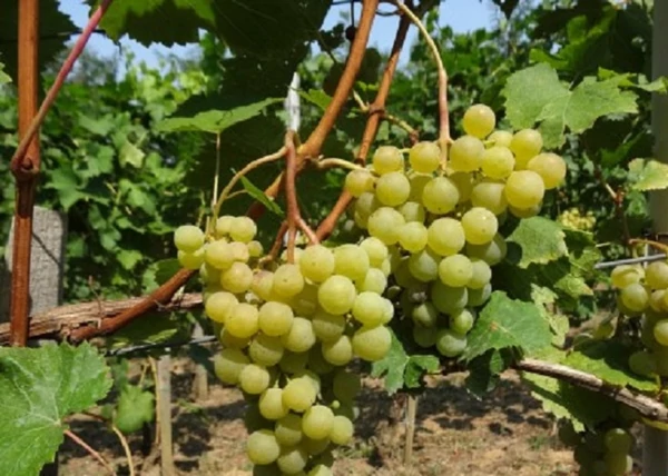 Vitis vinifera Csaba gyöngye / Csaba gyöngye fehér csemegeszőlő