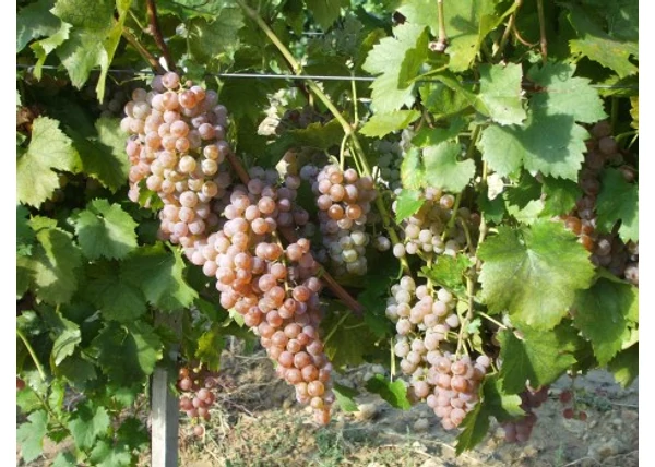 Vitis vinifera Cserszegi fűszeres / Cserszegi fűszeres fehér borszőlő