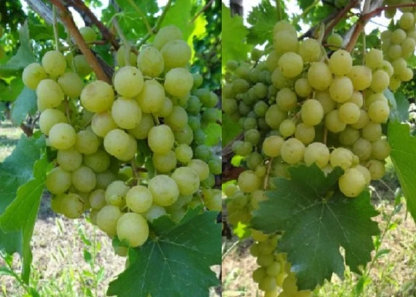 Vitis vinifera Favorit / Favorit fehér csemegeszőlő