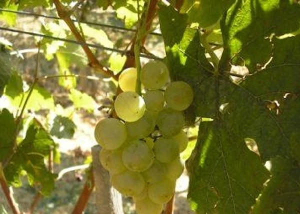 Vitis vinifera Fehér chasselas (saszla) / Fehér chasselas (saszla) fehér csemegeszőlő