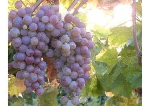 Vitis vinifera Flóra / Flóra fehér csemegeszőlő