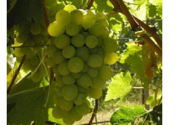 Vitis vinifera Génuai zamatos / Génuai zamatos fehér csemegeszőlő
