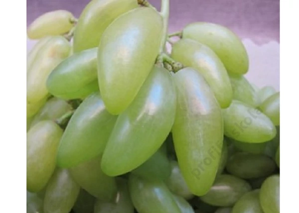 Vitis vinifera Halhólyag / Halhólyag fehér csemegeszőlő