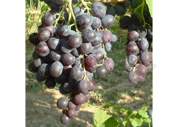 Vitis vinifera Hamburgi muskotály / Hamburgi muskotály fehér csemegeszőlő