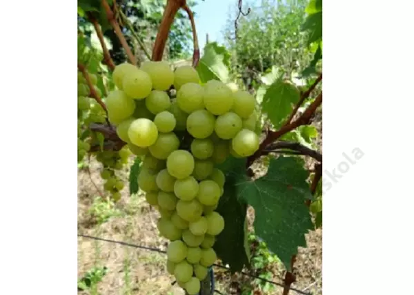 Vitis vinifera Helikon Szépe / Helikon Szépe fehér csemegeszőlő