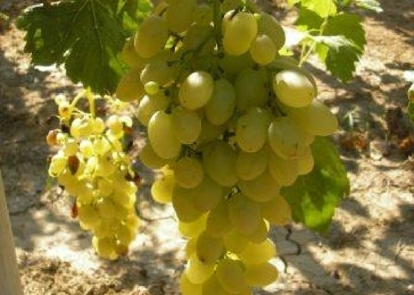 Vitis vinifera Husszajne / Husszajne fehér csemegeszőlő