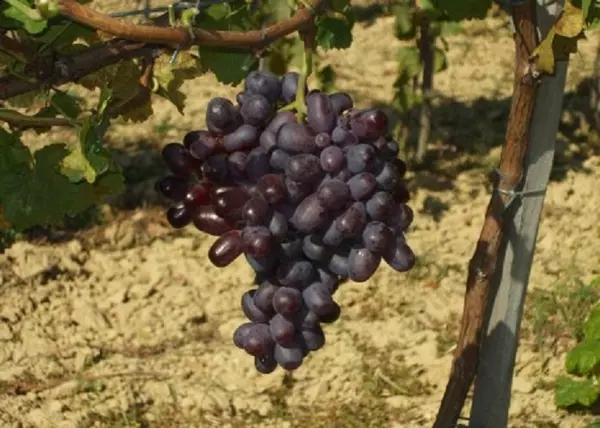 Vitis vinifera Icskimár / Icskimár vörös csemegeszőlő