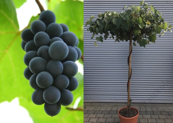 Vitis vinifera Isabella / Piros csemege szőlő