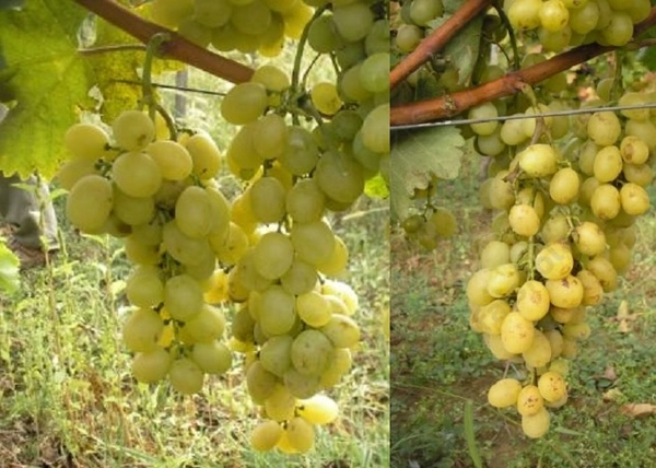 Vitis vinifera Italia / Italia fehér csemegeszőlő