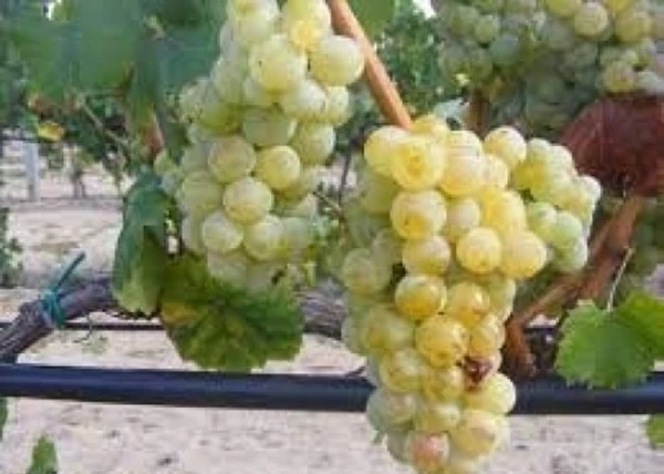 Vitis vinifera Jázmin / Jázmin fehér borszőlő