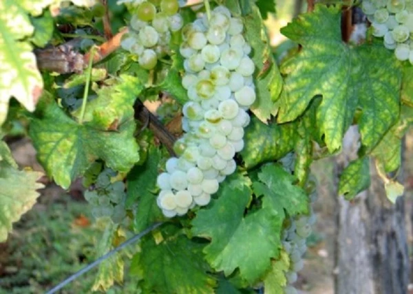 Vitis vinifera Juhfark / Juhfark fehér borszőlő
