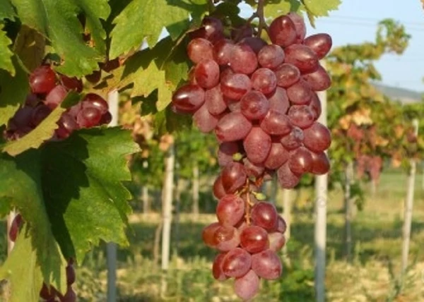 Vitis vinifera Jupiter / Jupiter fehér csemegeszőlő
