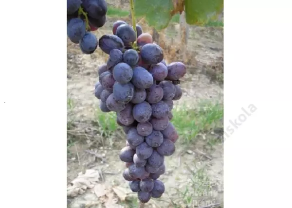 Vitis vinifera Kecskecsöcsű kék / Kecskecsöcsű kék vörös csemegeszőlő
