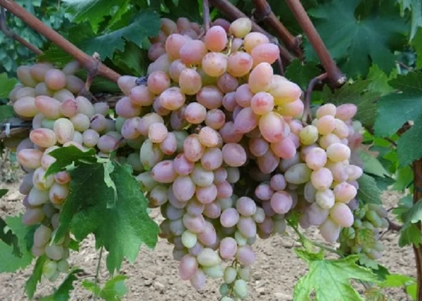 Vitis vinifera Kecskecsöcsű rózsaszín / Kecskecsöcsű rózsaszín fehér csemegeszőlő