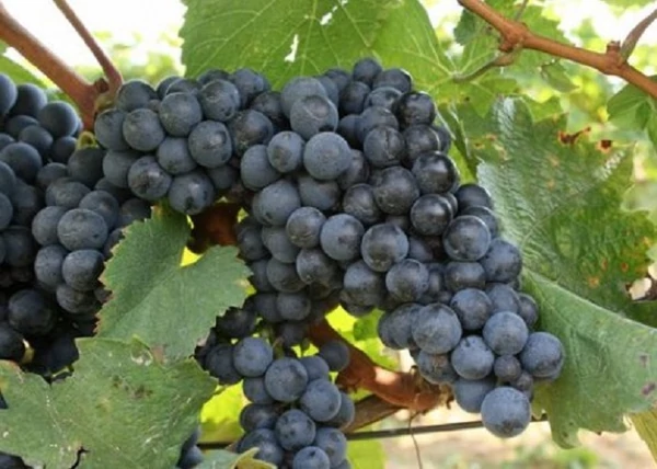 Vitis vinifera Kékfrankos / Kékfrankos vörös borszőlő