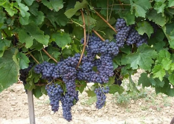 Vitis vinifera Kékoportó (Portugieser) / Kékoportó (Portugieser) vörös borszőlő