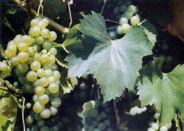 Vitis vinifera Királyleányka / Királyleányka fehér borszőlő