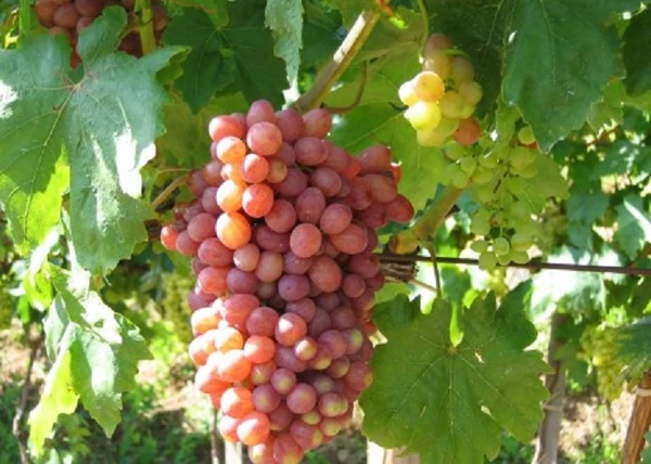 Vitis vinifera Kismis Lucsisztüj / Kismis Lucsisztüj fehér csemegeszőlő