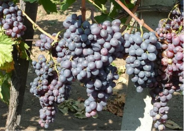Vitis vinifera Kismis Moldavszkij / Kismis Moldavszkij vörös csemegeszőlő