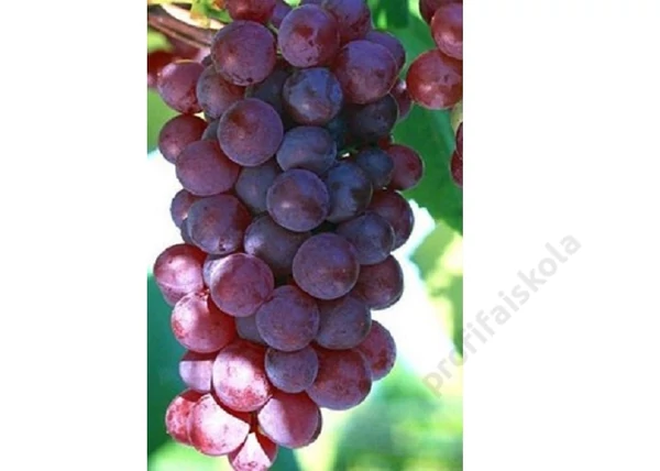 Vitis vinifera Kósa / Kósa vörös csemegeszőlő