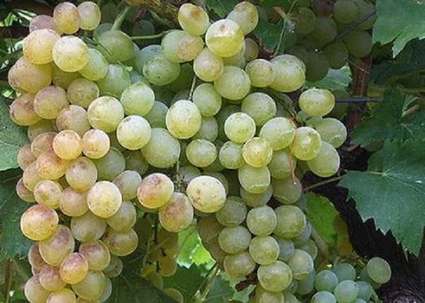 Vitis vinifera Lilla / Lilla fehér csemegeszőlő