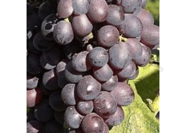 Vitis vinifera Lubik Piros / Lubik Piros vörös csemegeszőlő