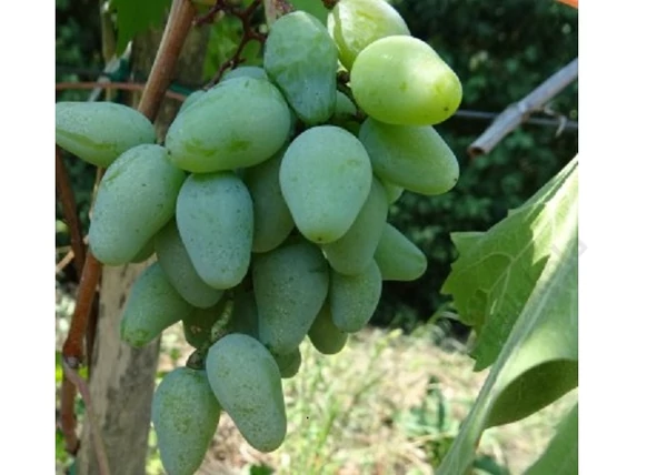 Vitis vinifera Mamut / Mamut fehér csemegeszőlő