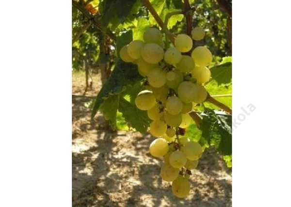 Vitis vinifera Masis / Masis fehér csemegeszőlő