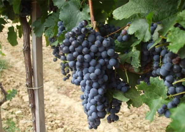 Vitis vinifera Merlot / Merlot vörös borszőlő
